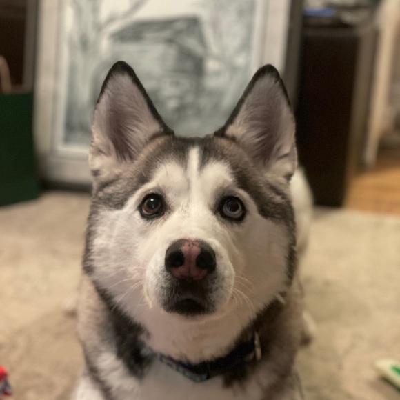 husky_resales